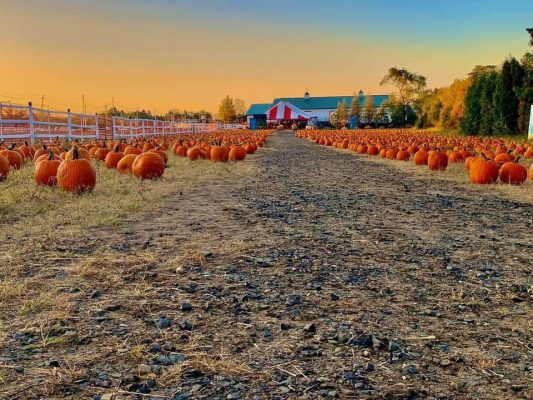 Check Out A. Casola Farms — The Ultimate Fall Destination in Monmouth County 540945065 1188072496685658 372576724847513906 n