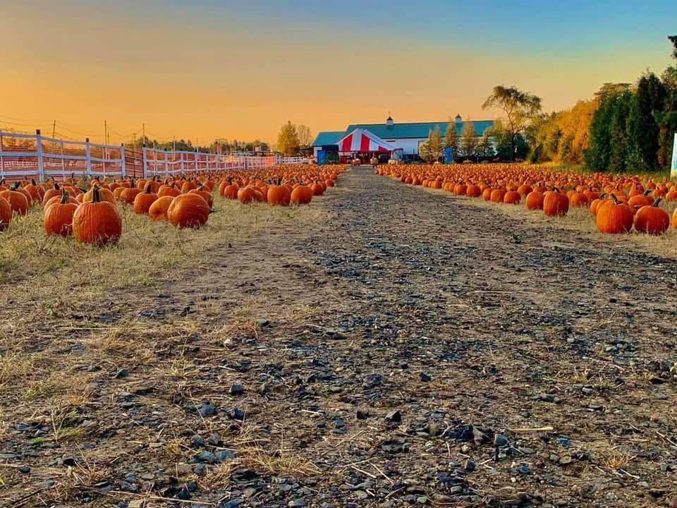 Check Out A. Casola Farms — The Ultimate Fall Destination in Monmouth County 540945065 1188072496685658 372576724847513906 n