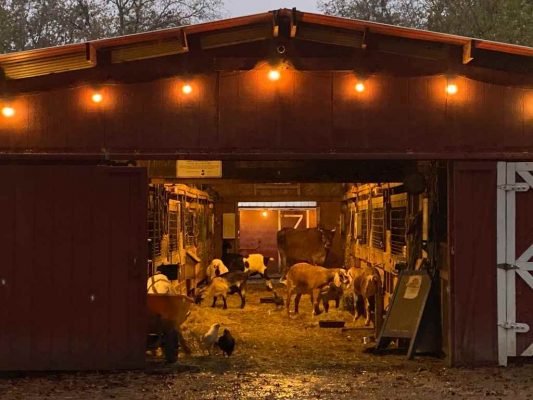 A Fall Day at the Funny Farm Rescue & Sanctuary: A Must-Visit New Jersey Gem funny farm rescure barn sponsor care