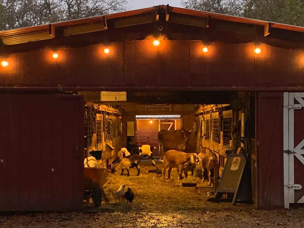 A Fall Day at the Funny Farm Rescue & Sanctuary: A Must-Visit New Jersey Gem funny farm rescure barn sponsor care