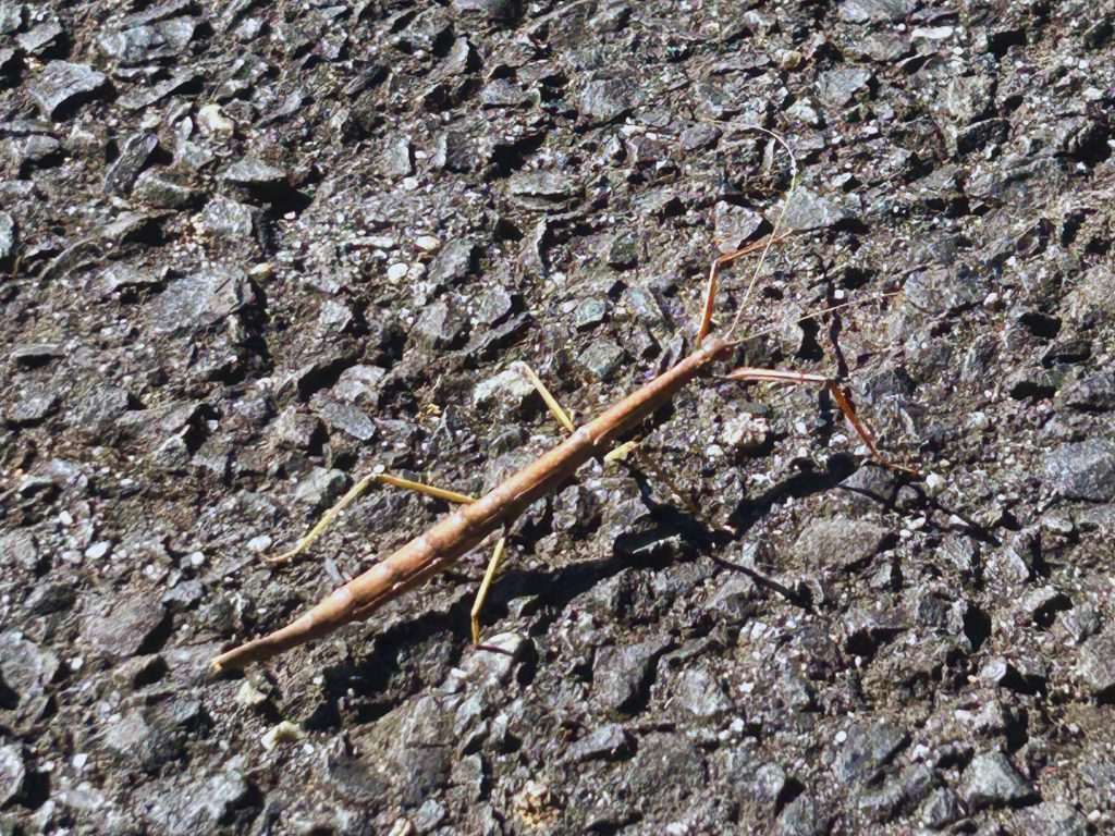 Something Unexpected at Hartshorne Woods stick insect